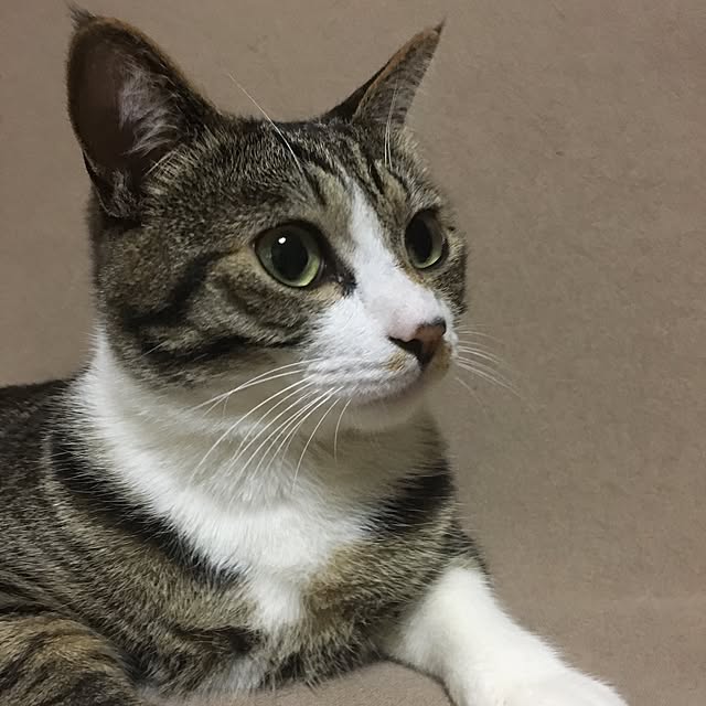 kimikimiさんの実例写真