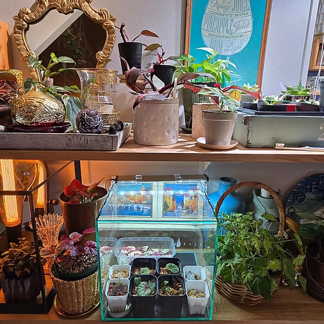 nonbiri_house_さんの部屋