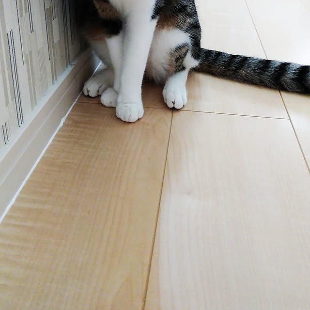 shiiiさんの実例写真