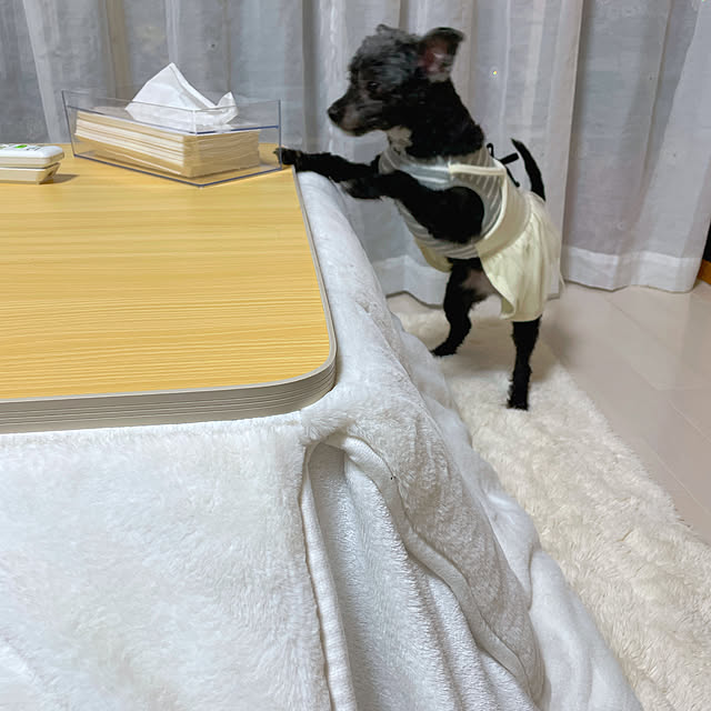 Chipさんの実例写真