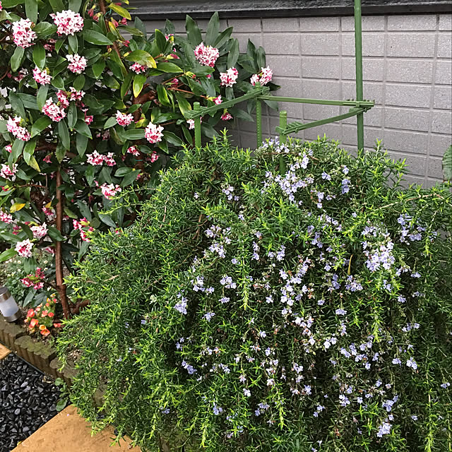 実例写真