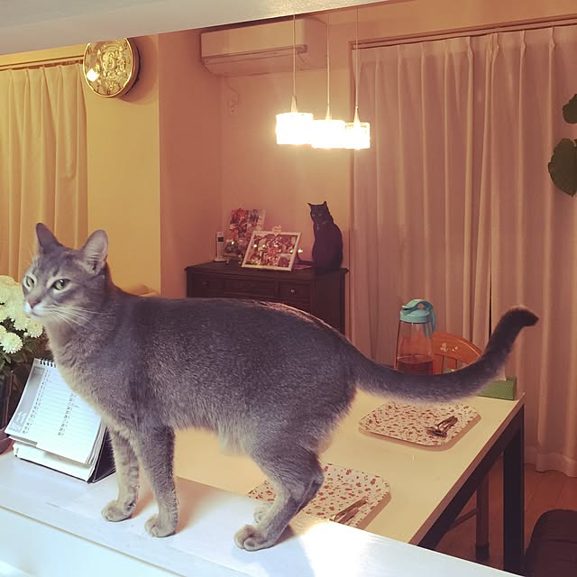 mi_koさんの実例写真