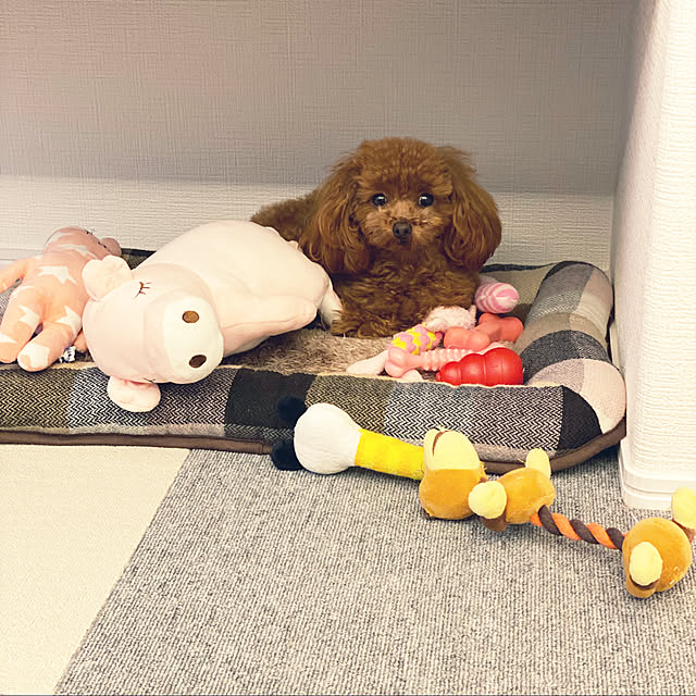 otsutaudonkoさんの実例写真