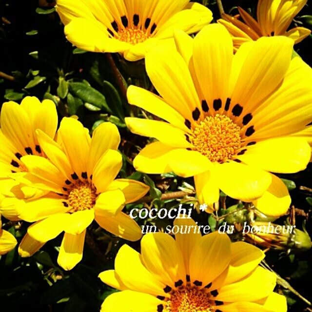 cocochiさんの実例写真