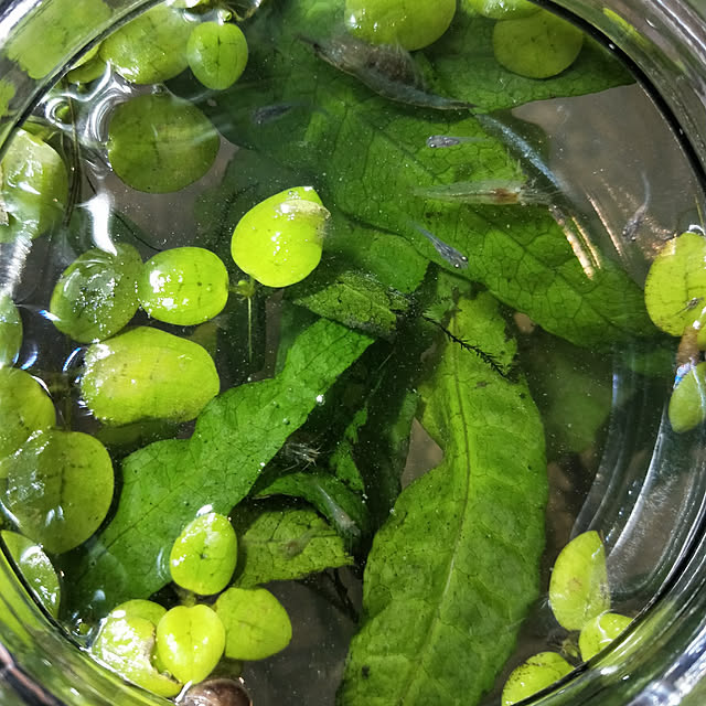 opiopiopiさんの実例写真