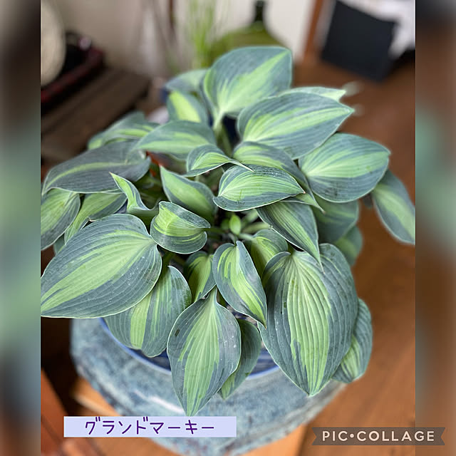 buchiさんの実例写真