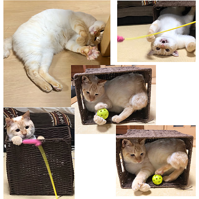 milkさんの実例写真