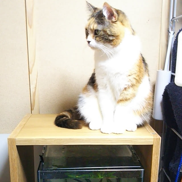 yukieさんの実例写真