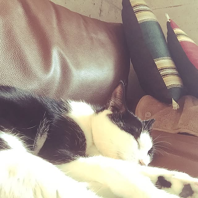 ziziguguさんの実例写真