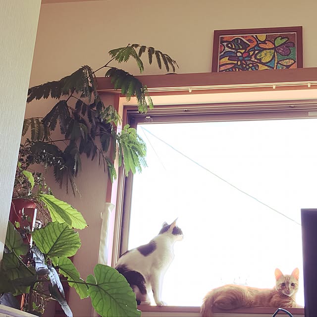 minminさんの実例写真