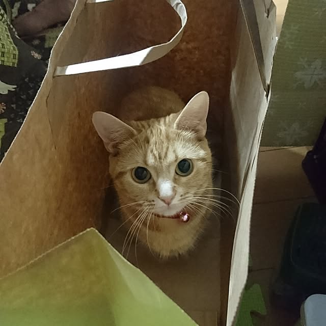 shinobuさんの実例写真