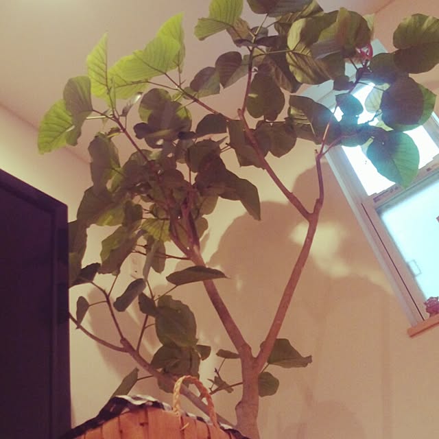 リビング/植物のインテリア実例 - 2014-08-16 17:28:53