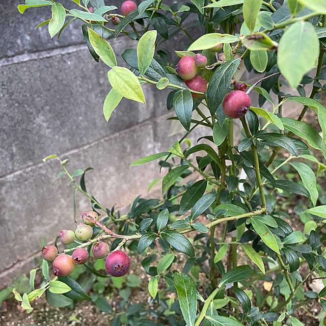 cheeさんの部屋