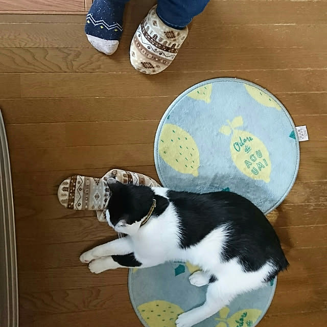SHIHOさんの実例写真
