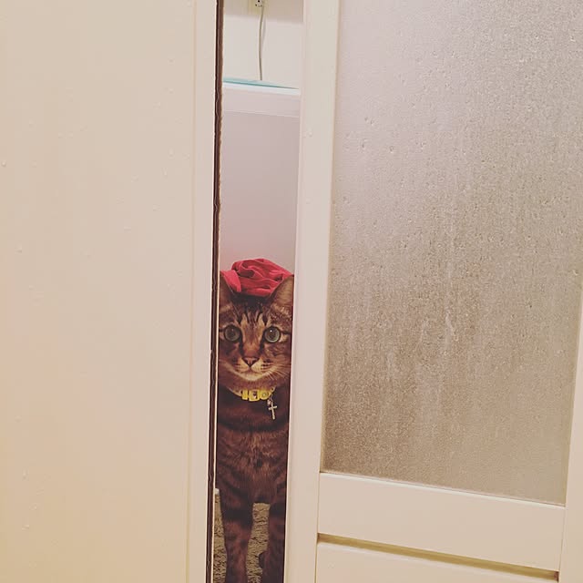 neopipeさんの実例写真