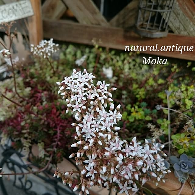 Mokaさんの実例写真