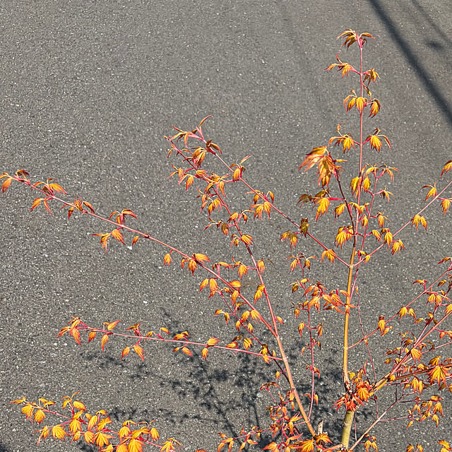 poi.cueさんの部屋