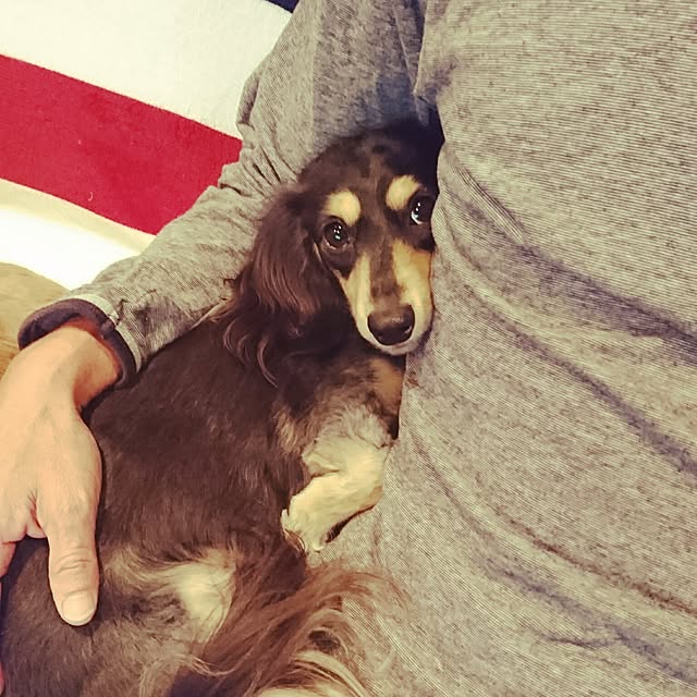 cocosorasakuさんの実例写真
