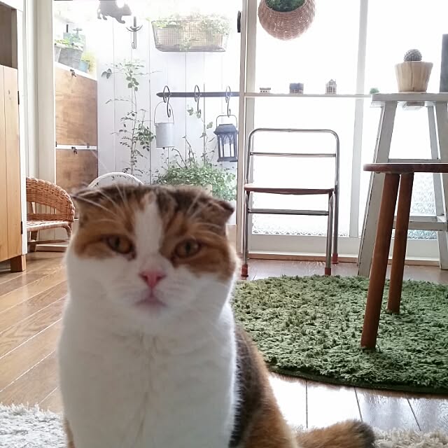 mikiさんの実例写真