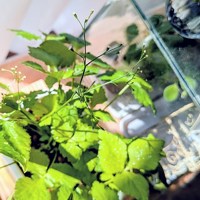 mi-saさんの部屋