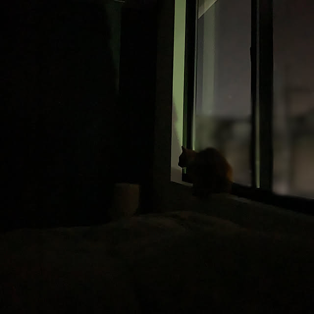 neko_daisukiさんの実例写真