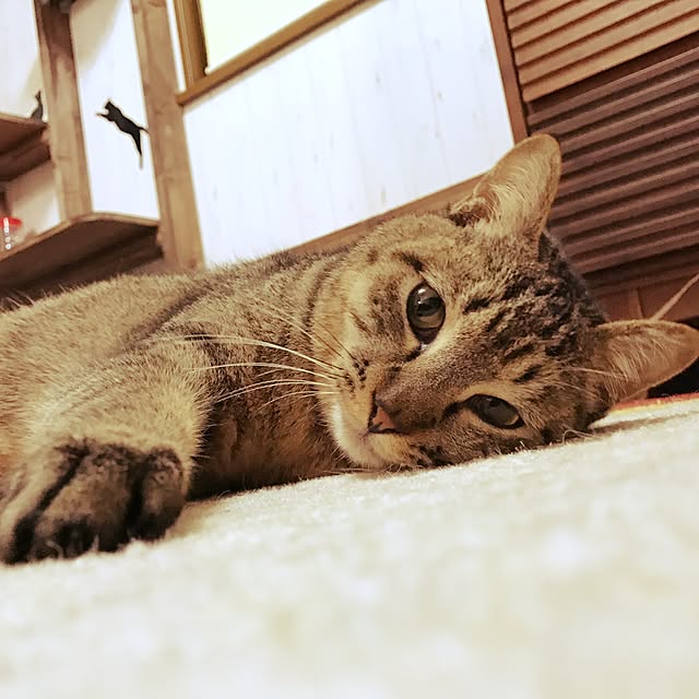 pepeさんの実例写真
