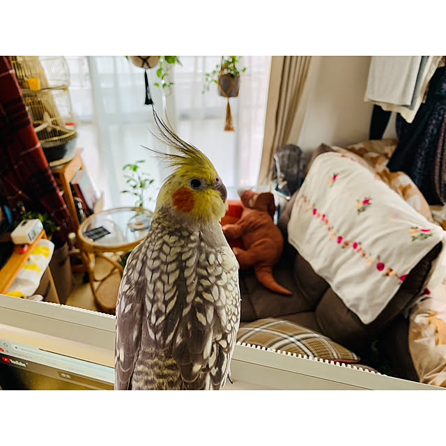 parrotさんの実例写真