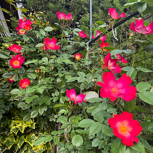 RoseLife5818さんの実例写真