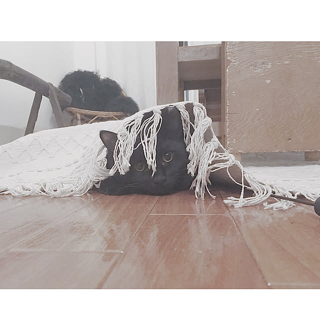 SHIOKONBUさんの実例写真