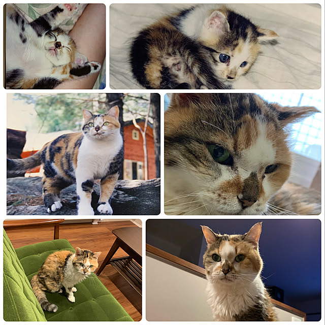 mikeume7さんの実例写真