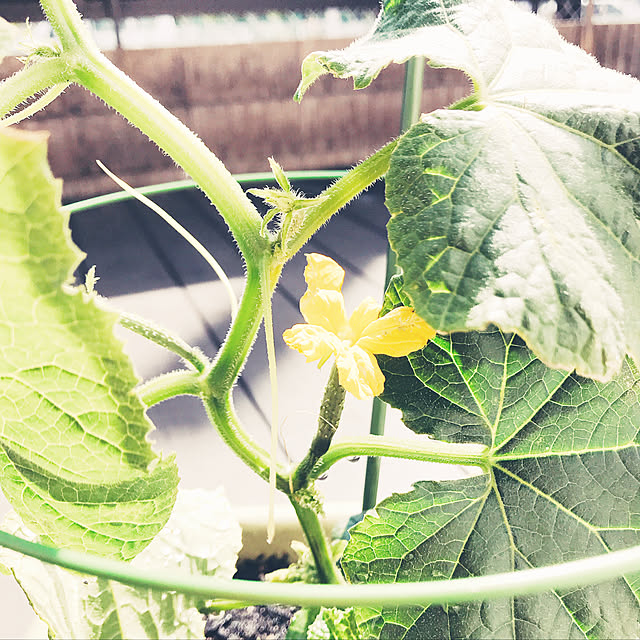 部屋全体/観葉植物/ガーデニング/雑貨/ナチュラルのインテリア実例 - 2018-05-05 16:08:33