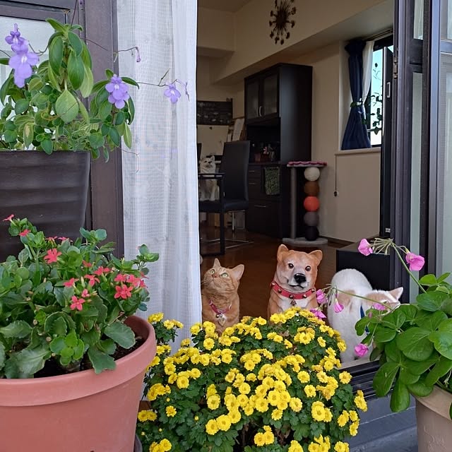 NOAHさんの実例写真