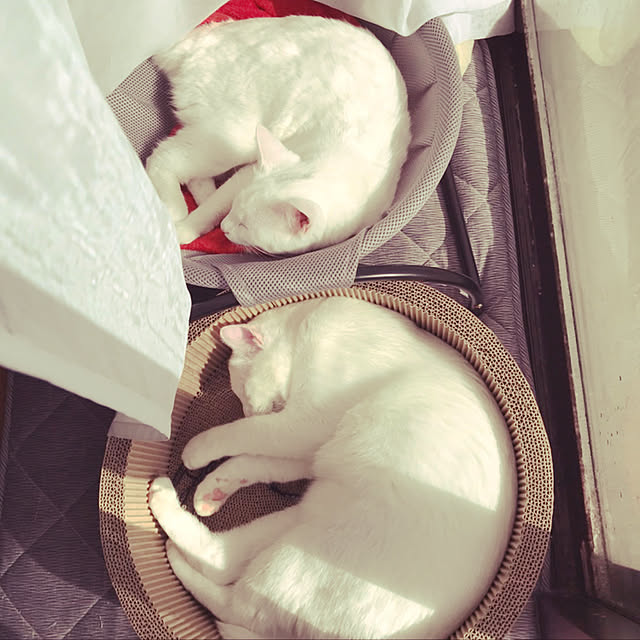 yuki48さんの実例写真