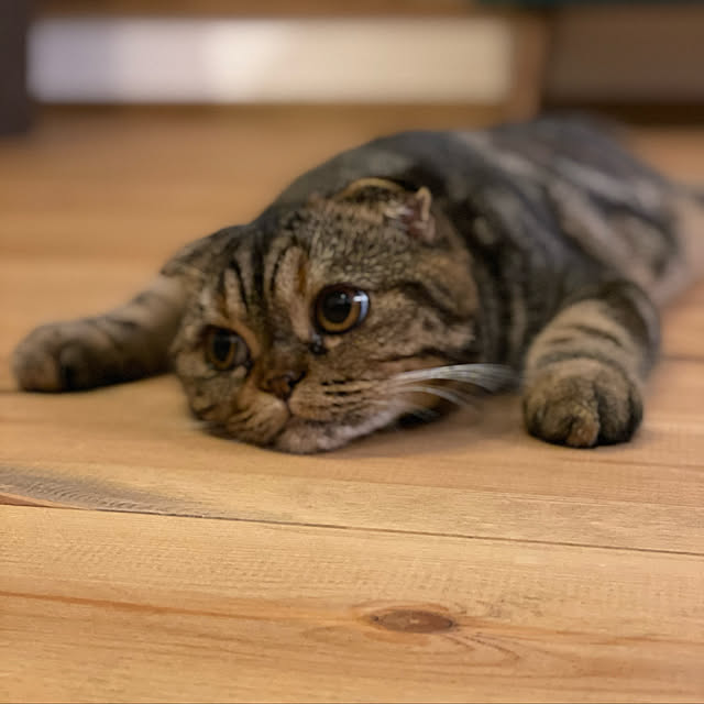 awigさんの実例写真