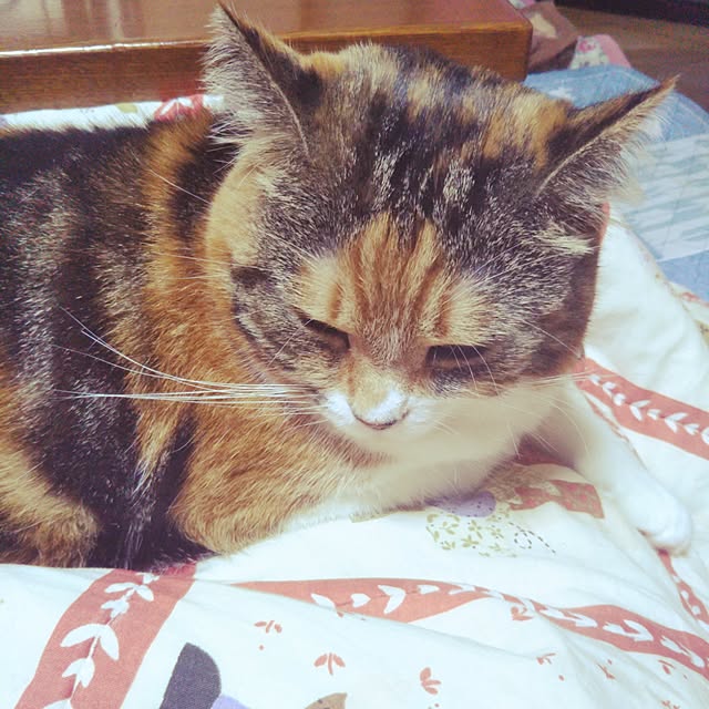 yukieさんの実例写真