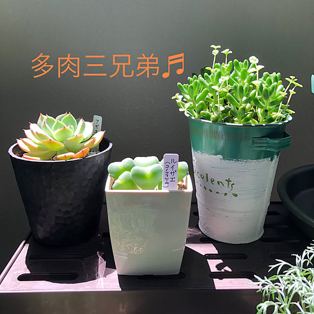 kumaさんの実例写真