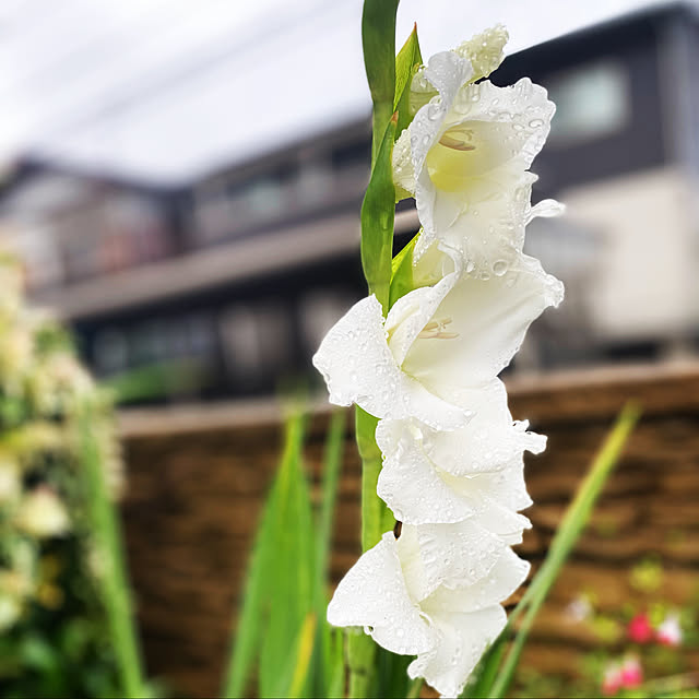 moainanoさんの実例写真