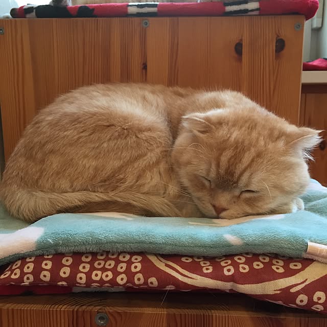 Yumiさんの実例写真