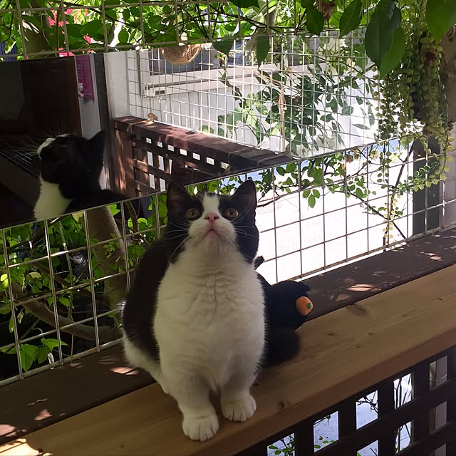 butachanさんの実例写真