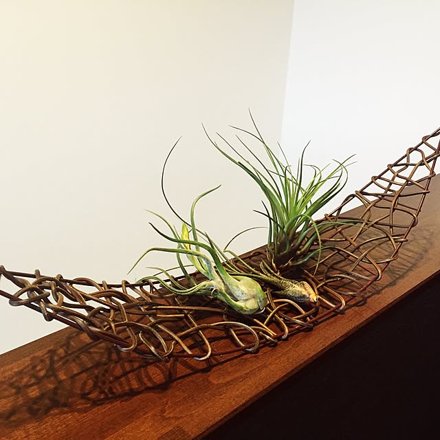 玄関/入り口/階段/植物/エアプランツのインテリア実例 - 2016-03-20 20:59:49