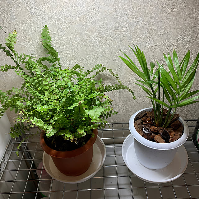 観葉植物/バス/トイレのインテリア実例 - 2023-03-19 20:03:14
