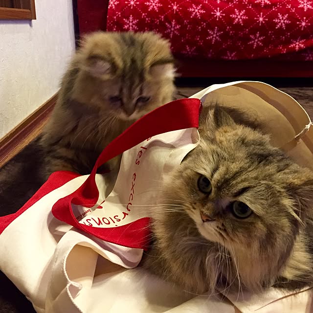 butachanさんの実例写真