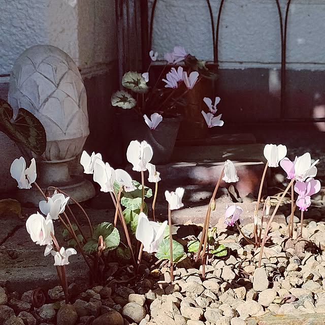 hana-さんの実例写真