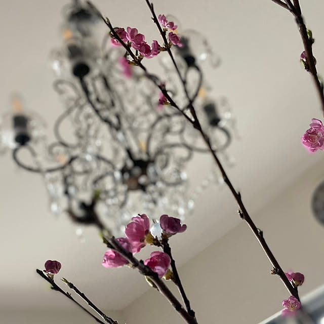 mikoさんの実例写真