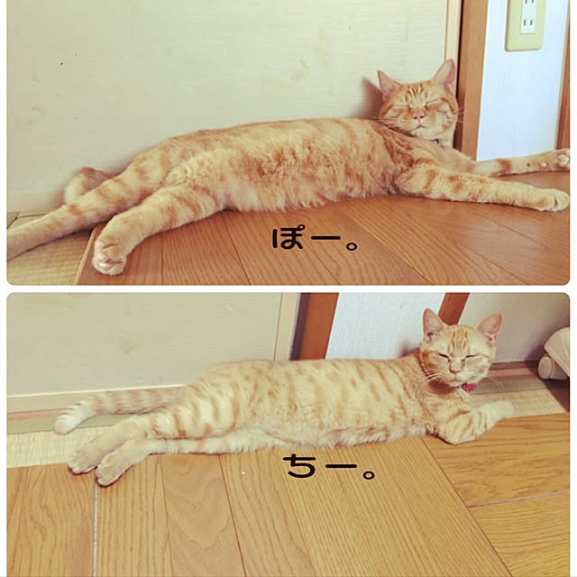aya56さんの実例写真