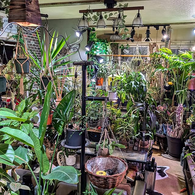 部屋全体/ひとり暮らし/ワンコと暮らす家/観葉植物のある暮らし/観葉植物があり過ぎる暮らし...などのインテリア実例 - 2024-11-07 00:36:09