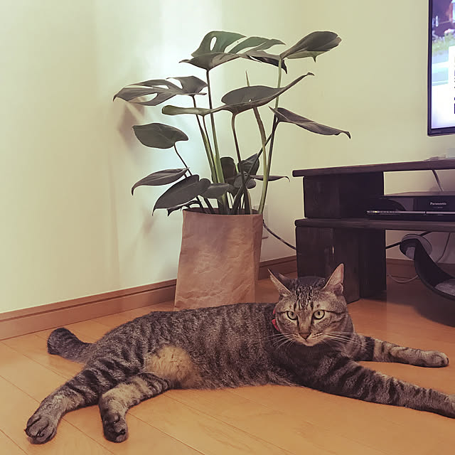 mikan161さんの実例写真