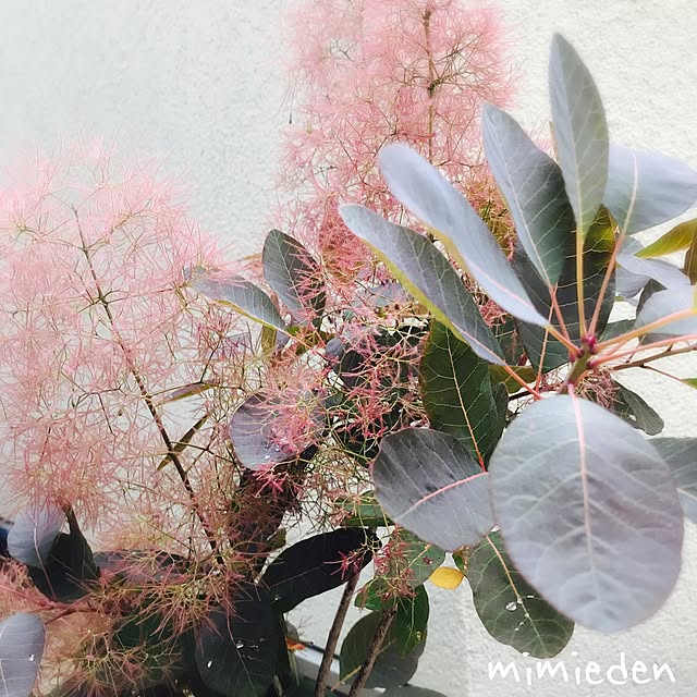 mimiedenさんの実例写真
