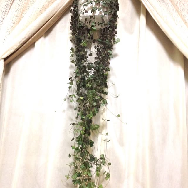 mikaさんの実例写真
