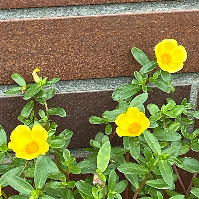 AKANEさんの実例写真